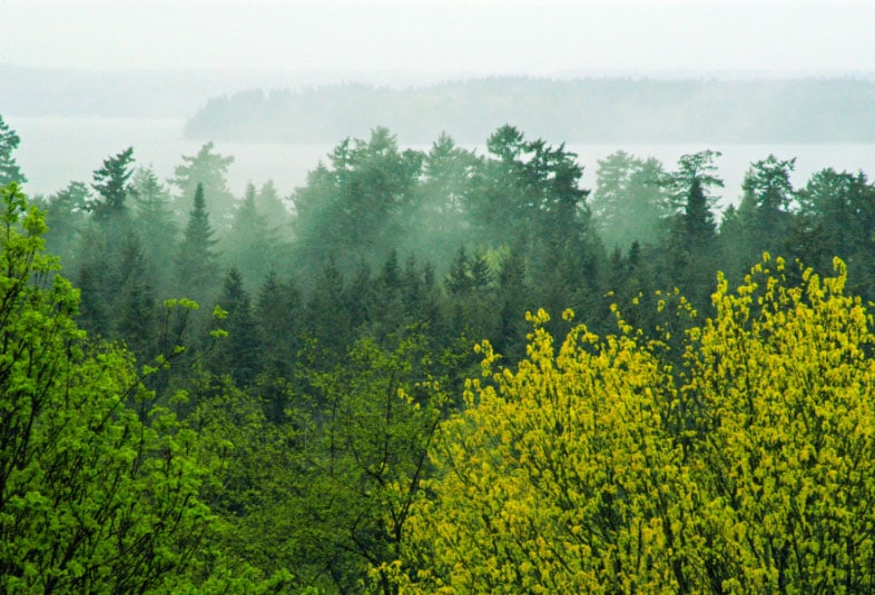 Trees an foliage typical of the pacific northwest.